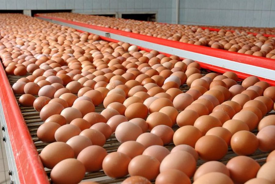 This is another way to make money! If you are interested in layers farming for #eggs production, like and retweet.