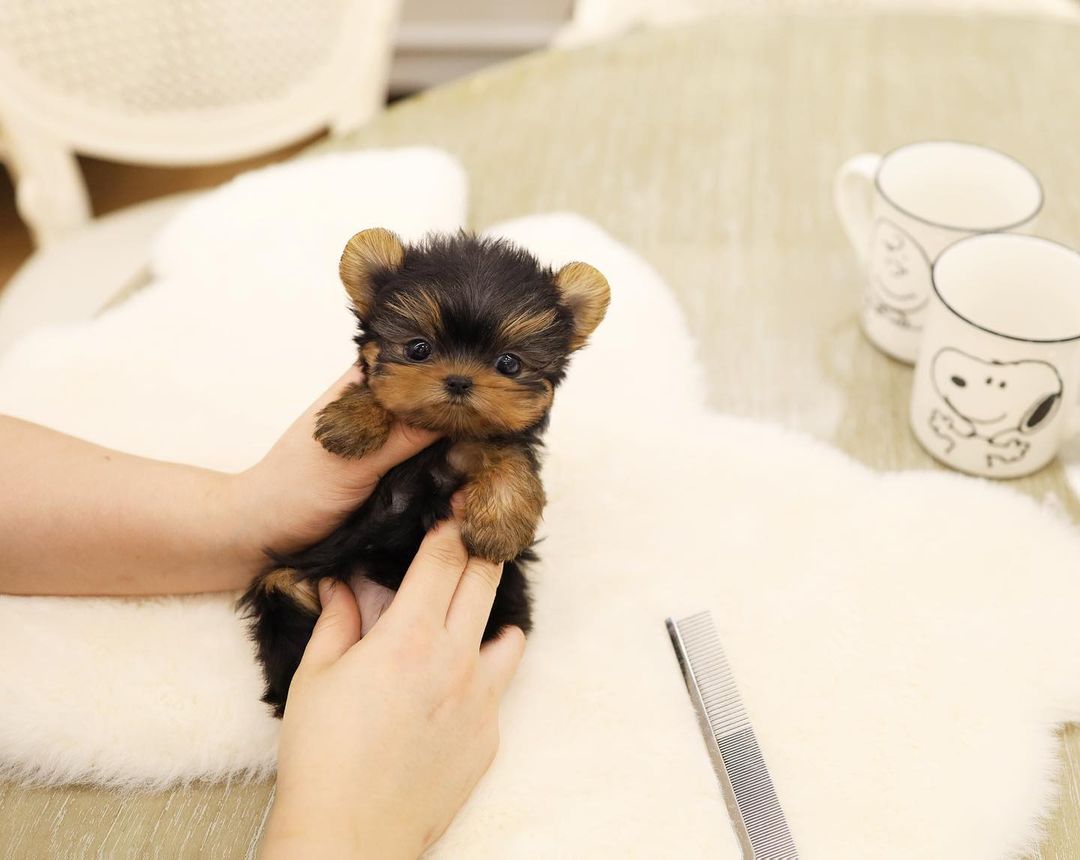 Stephan27294474's tweet photo. Adorable 🥰 available and affordable 😍 https://t.co/pPkpzG7lvo