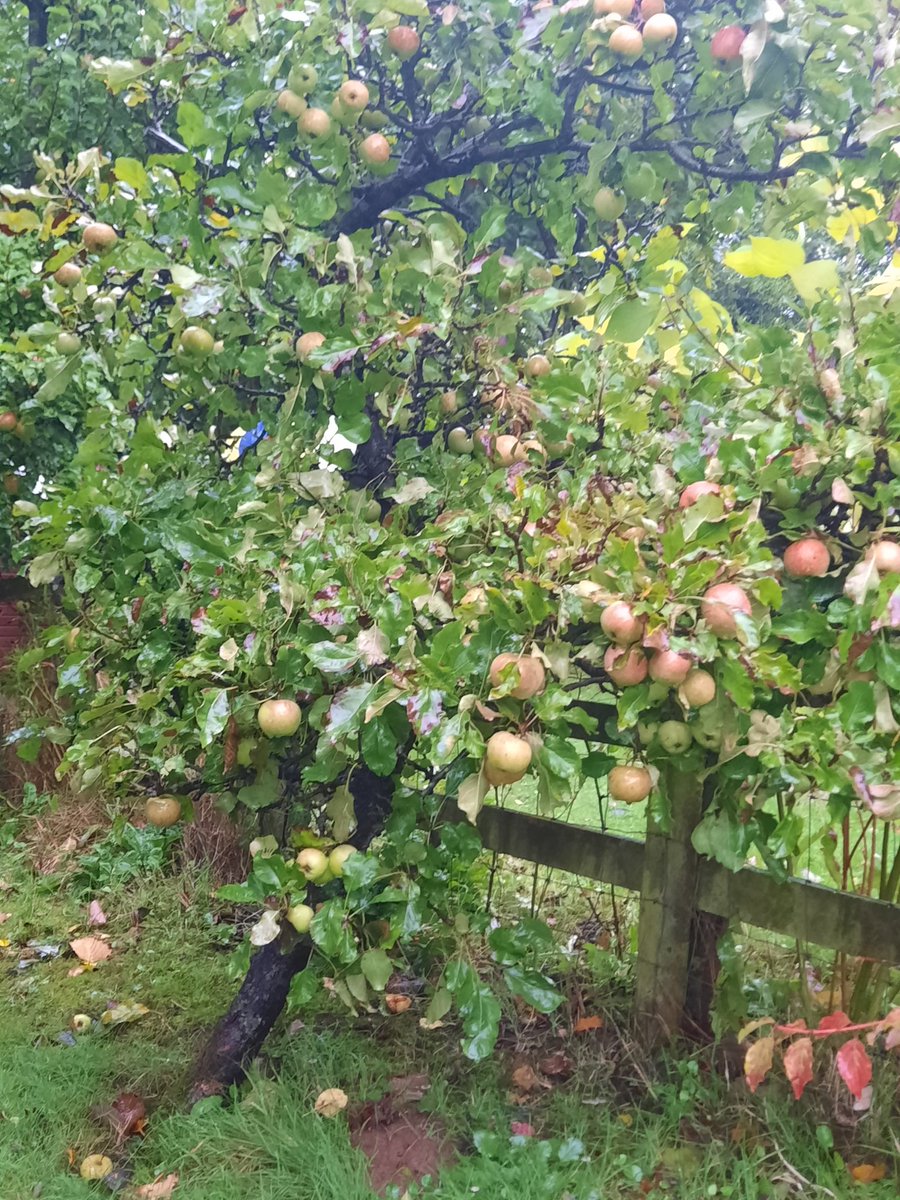 NotBadForHerAge's tweet photo. The apple tree appears to be buckling under the weight of its fruit. 🍎🍏 #appletree #eatingapples #notquiteripe https://t.co/U203aq6sHY