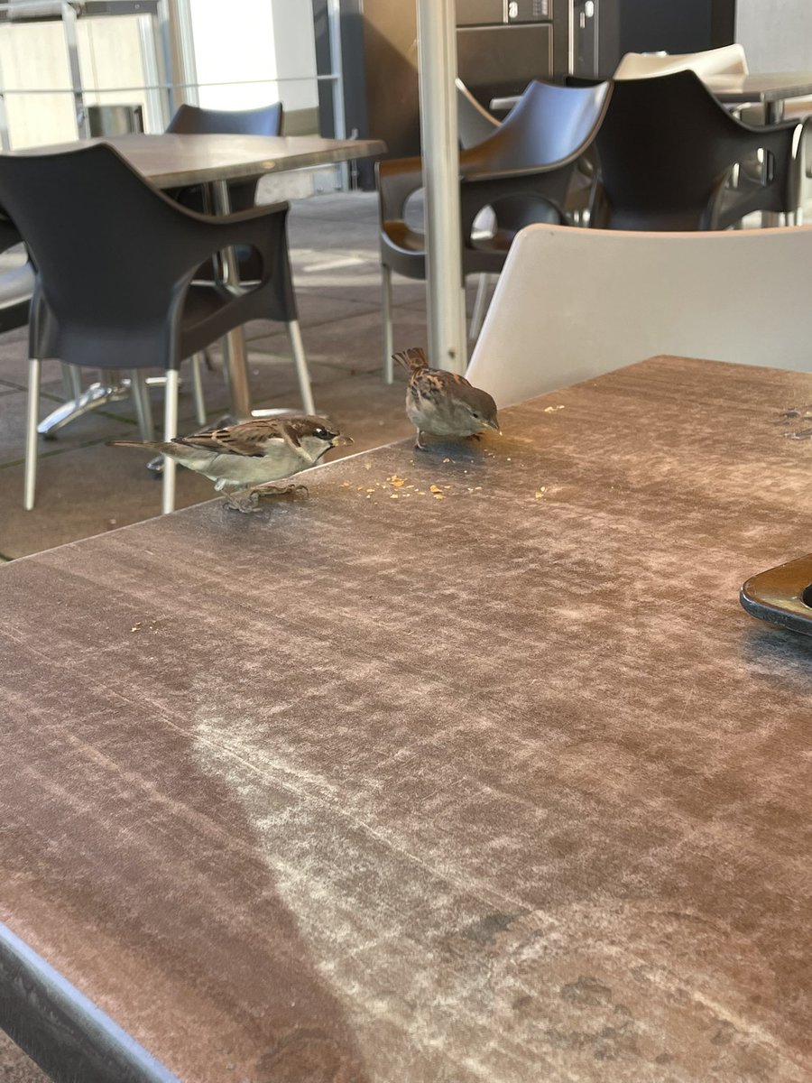 JerryJonesIlI's tweet photo. Hey @minshrew as the resident #birdguy check out these guys I’m dining with at a little cafe. https://t.co/HTA04cj3Sy