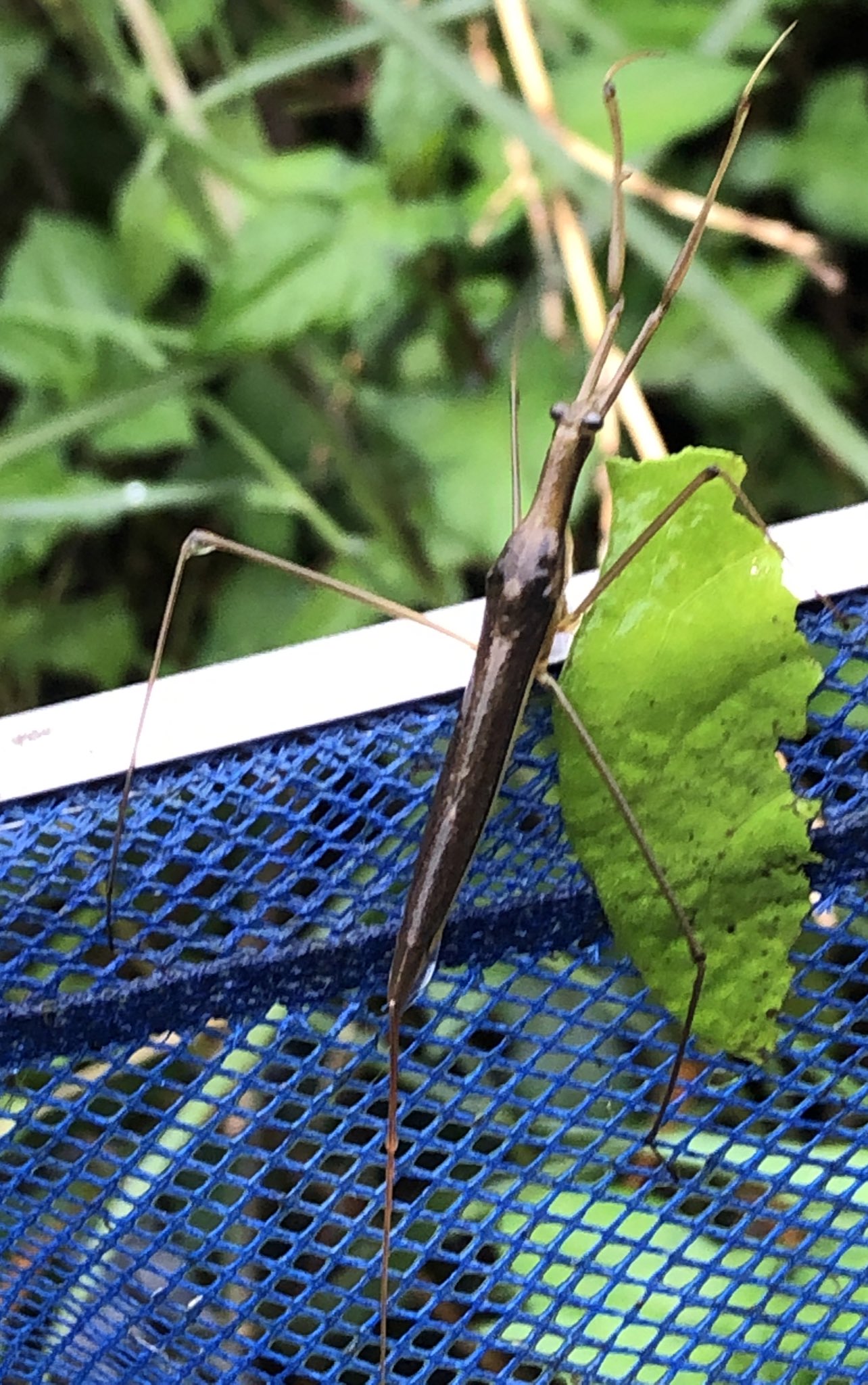 餌と水分２ 餌の種類と特性１ これであなたもカマキリ博士 飼育録