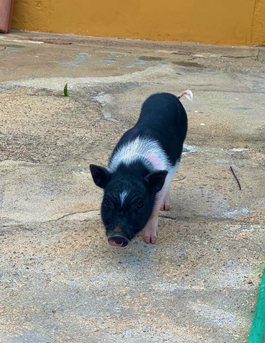 Nunca había tenido una mascota tan guay🥺🐷