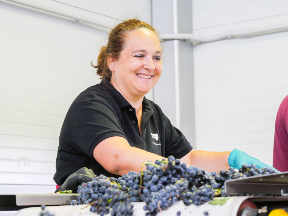 ferratusbodegas's tweet photo. ¡Qué importante es la mesa de selección! En ella nos aseguramos que todo lo que entre en la bodega sea excelente 😉🍇.
#ferratus #mujerdelvino #vendimia22 #riberadelduero #ferratusvendimia #vinotinto https://t.co/DfrKqZbMZT