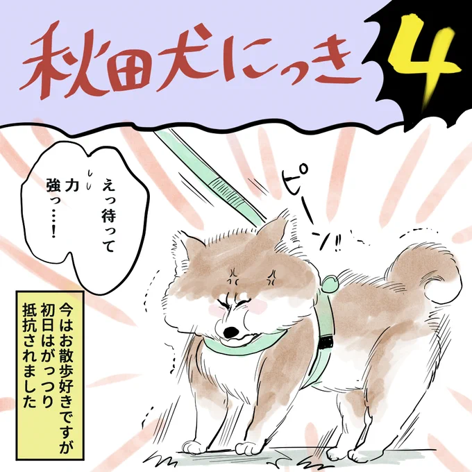 ～秋田犬にっき④～ 朝早く起き、日焼け止めを塗るようになりました。 