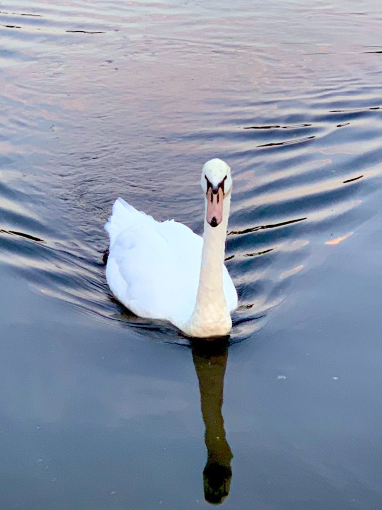 Serene #SwanQueen #suffolk #sudbury #riverstour