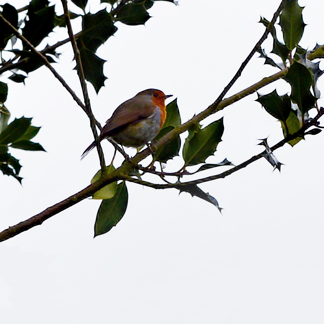 magdalenoxford's tweet photo. You see the blue bird, the story ends. You wake up in your bed and believe whatever you want to believe. You see the red bird, you stay in Wonderland and I show you how deep the rabbit hole goes.
Saw the kingfisher and the #happyrobin this morning https://t.co/tv8vHDTwvn
