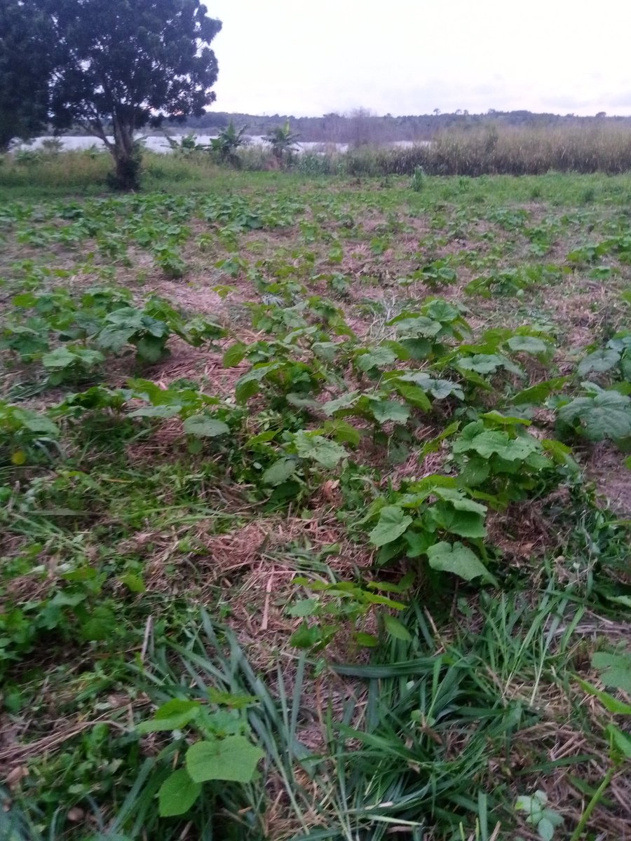 kingsfarm_gh's tweet photo. Good morning okra buyers and lovers. Connect for your supply in two weeks. #ADEGO very slimy, deep green and short 😊 https://t.co/CNsAp9DRfN