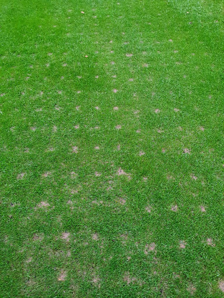 13mm hollow core and 25mm scarify on the greens 14 days ago showing good recovery.  Weather very favourable lots of moisture around and high temps for time of year