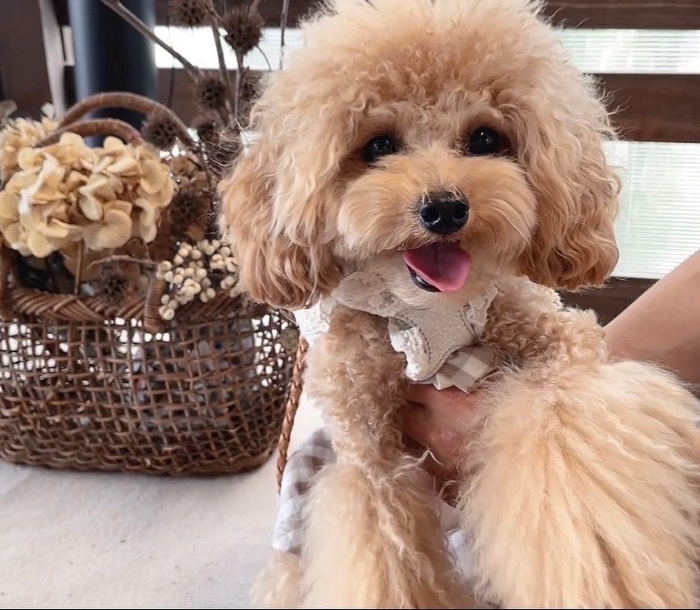 可愛いトイプードル Twitter Search Twitter