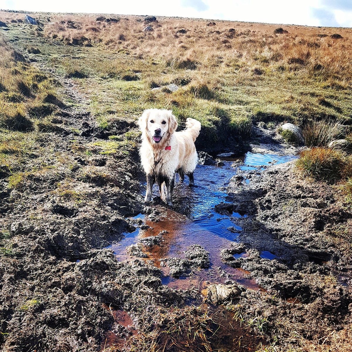 PathwayPooch's tweet image. It's that time of year again!!!
#dogsoftwitter #dogs #goldenretriever #lovewhereyoulive #Dartmoor #Devon #walking #muddy