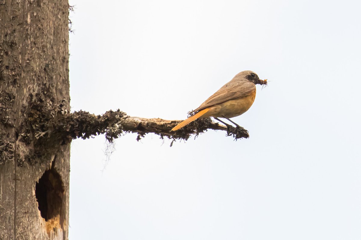 RNP_Romsilva's tweet photo. Familie de codroș de pădure hrănindu-și puișorii🐦
#Codrosdepadure #birds #Apuseni #pasari #Romania https://t.co/h871oRLYHN