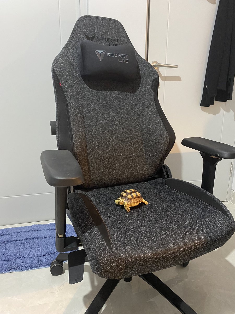 fullmoon_clover's tweet photo. Ciel with her new throne #secretlab https://t.co/77movfHgJW