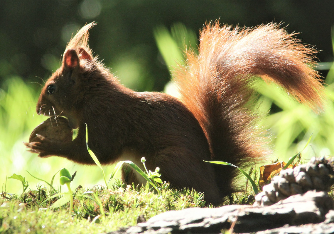 Vlinderspotter's tweet photo. Eekhoorn - Fotohut Hoogeloon, 05-2022

Zie voor deze en meer zoogdieren:
https://t.co/IJSZMcmDS5

#eekhoorn #squirrel #natuur #natuurfotografie #natuurfoto #natuurliefhebber #nature #NaturePhotography #naturelovers #wildlife #wildlifephotography https://t.co/74yg6pGlKD