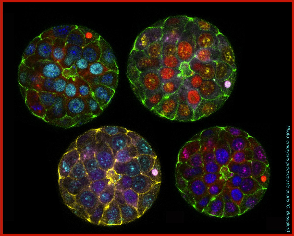 Fantastic opportunity to join our institute as a senior post-doc with  300 K€ package for 3 years covering salary and running costs. If you are interested in early embryogenesis or pluripotency do contact us. The call is open until the 15th of november. go.nature.com/3Rny3Qf