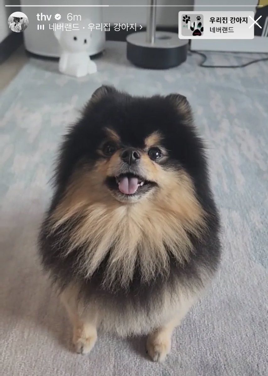 Taehyungimpact's tweet photo. Kim taehyung came home and updated about yeontan and using Our Family's Puppy as the song 🥹 so cute https://t.co/d9A1td20WI