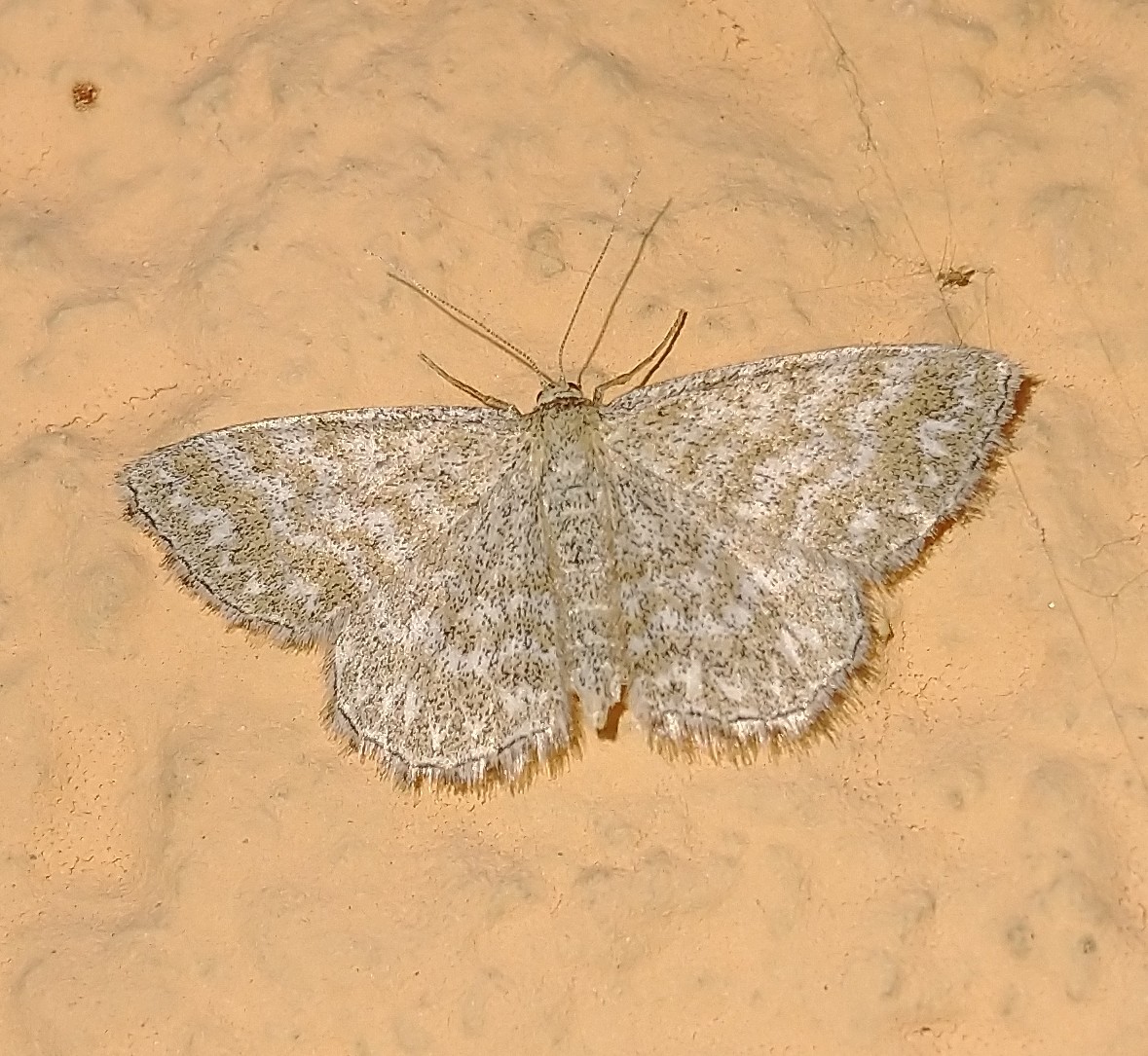 Vlinderspotter's tweet photo. Donkere prachtstipspanner - Tjechië, 08-2022

Zie voor veel meer nachtvlinders:
https://t.co/iGMTWZAYI1

#vlinder #vlinders #nachtvlinder #nachtvlinders #butterfly #butterflies #moths #lepidoptera #vlinderstichting #natuur #nature #natuurfoto #natuurfotografie #naturephotography https://t.co/n7I7xkxHe0