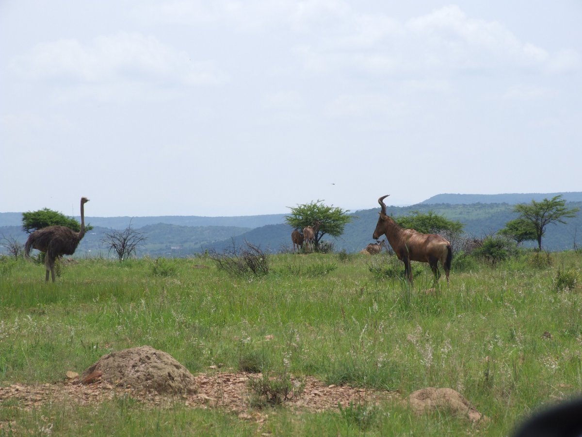 South African standoff..... Only when on #Safari will you have the chance for encounters like this...#WildlifeWednesday #wildlife #Travel #holiday #SouthAfrica