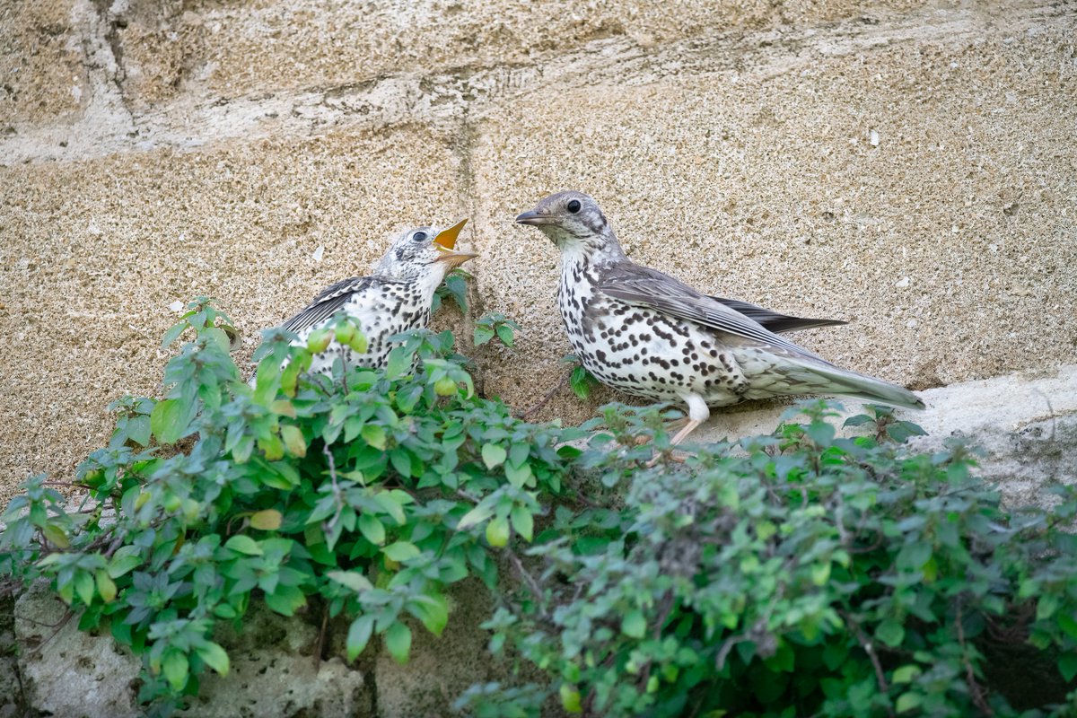 NEW in #JVertBiol: Habitat use of the mistle thrush (Turdus viscivorus): the importance of urban areas and permanent crops  doi.org/10.25225/jvb.2… <a href="/BioOneNews/">BioOne</a> | <a href="/ChiatanteGp/">GP.Chiatante</a> | #ornithology