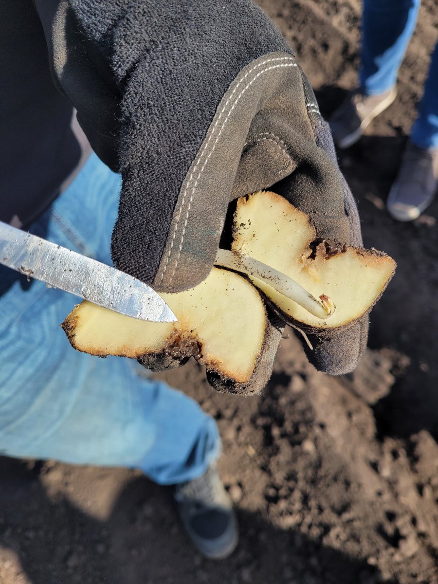 luzmossoban's tweet photo. Ayer tuvimos capacitación del cultivo de papa y seguimos todo el proceso inicial del cultivo: preparación de la semilla, siembra, evaluación de brotes, monitoreo de plagas...completito!
Gracias @gastonviani por compartir esta recorrida de lujo! https://t.co/NmASLm3mJg