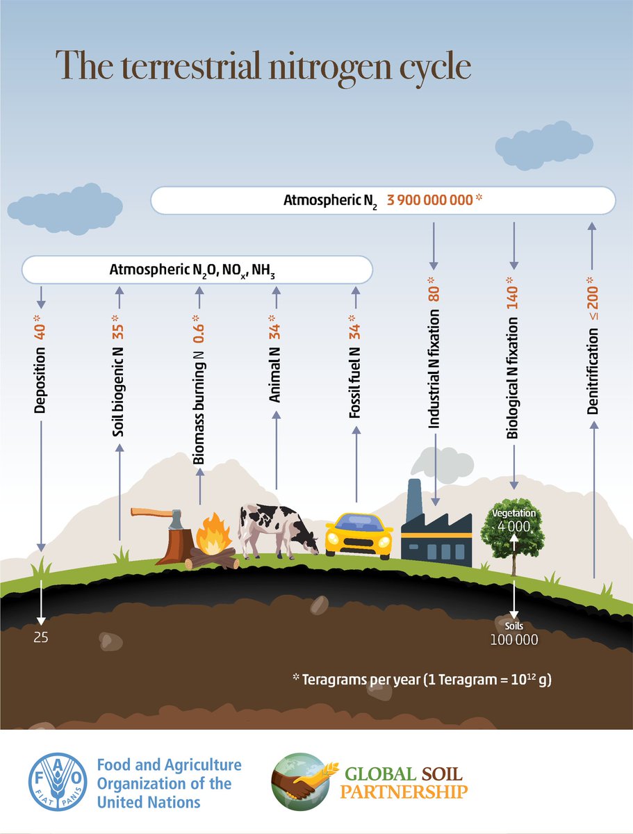 Discover the terrestrial nitrogen cycle! 🔄 Check out the global N inputs, outputs, & reserves occurring in the global circulation of N in terrestrial ecosystems. 📌 Units are Teragrams per year 🔍 Learn more in the '#Soils4Nutrition state of the art' ➡️ doi.org/10.4060/cc0900…