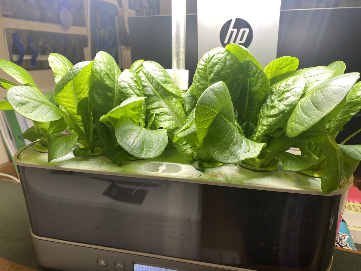 WI HS Library (@wihslibrary) on Twitter photo Lettuce Growing! The WIHS Library <a href="/AeroGarden/">AeroGarden</a> is flourishing. Now we need tomato and dressing. Our small garden is a great conversation starter with our teens. #WIPROUD <a href="/wihsLibrary/">WI HS Library</a> #cleanfood Lettuce Growing! The WIHS Library <a href="/AeroGarden/">AeroGarden</a> is flourishing. Now we need tomato and dressing. Our small garden is a great conversation starter with our teens. #WIPROUD <a href="/wihsLibrary/">WI HS Library</a> #cleanfood