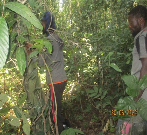 Le projet  PACDF appuie les initiatives des peuples autochtones dans le processus de la foresterie communautaire au Kasaï Central,bit.ly/3EiN9ni