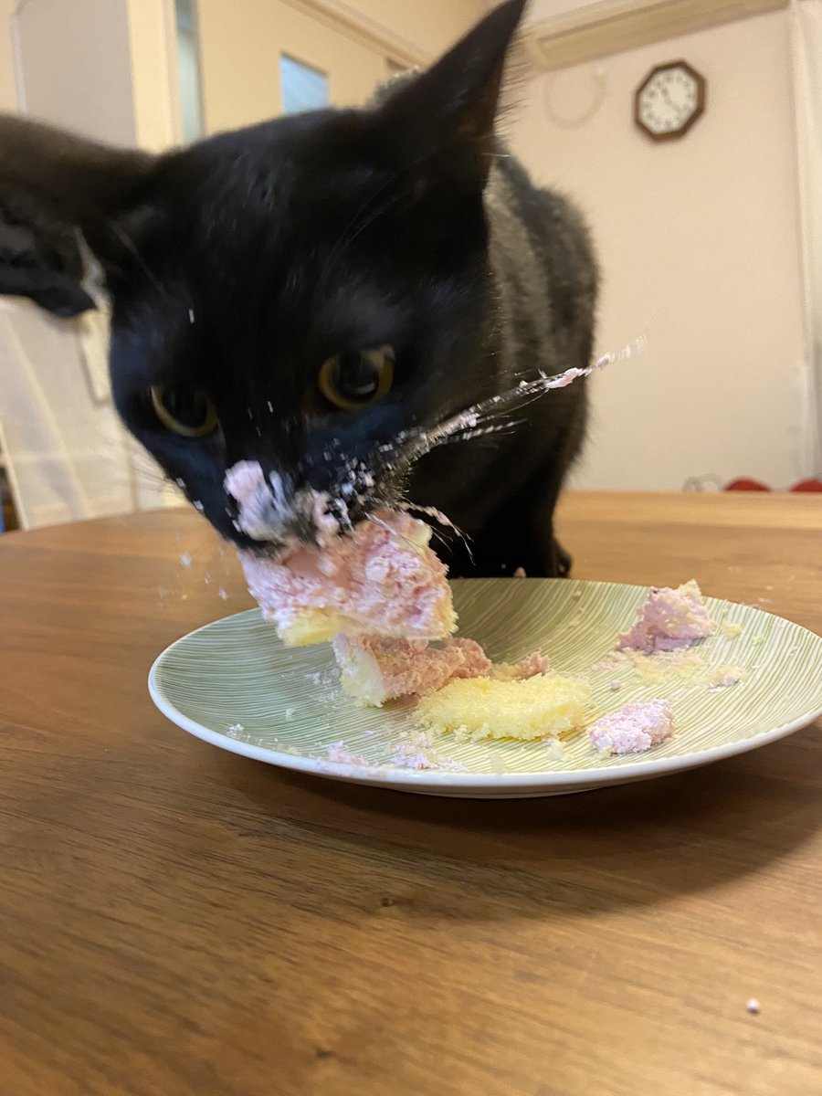 jayascats's tweet photo. messy boy https://t.co/OAr6WiuVzw