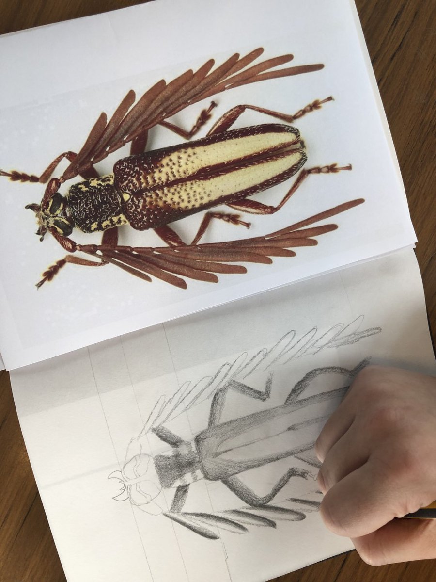 shavingtonart's tweet photo. Its that time of year again, year 7 have been impressing us with their amazing drawing skills this afternoon. Beautiful! https://t.co/pK23L2aefa