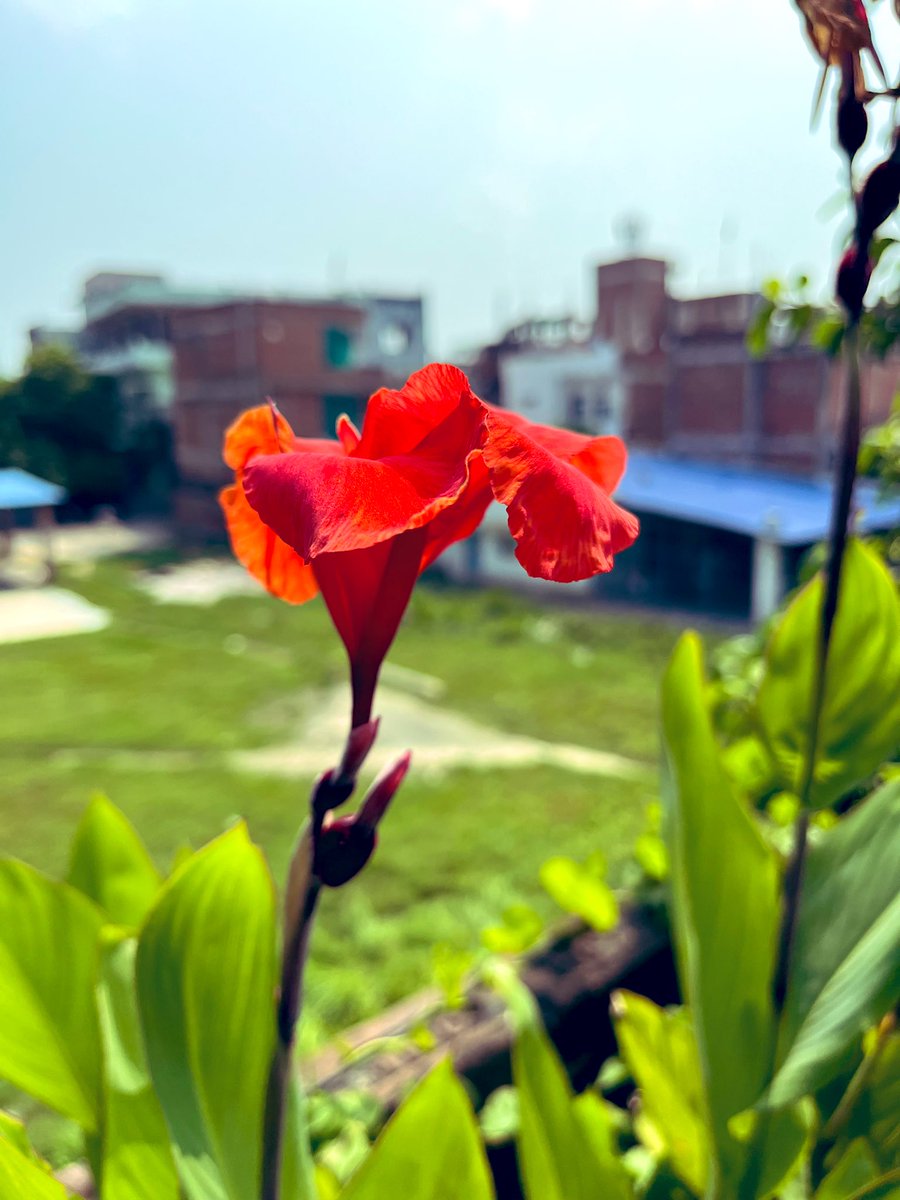 ArfaNaaz20's tweet photo. October Evenings! 🌺 https://t.co/3U2KeTz8mt