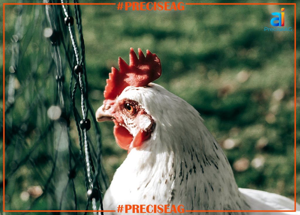 PreciseAGai's tweet photo. The Quickest & Easiest Way To BioSecurity with PreciseAG
Get out front with https://t.co/jM4KhcAB8J:
https://t.co/oGza9aqEIr
#PreciseAG.ai #foodsecurity #smartpoultryhealth #biosecurity #bottombillion https://t.co/A4ALtgYd2S