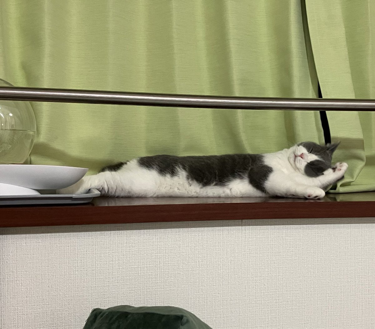_rain0331's tweet photo. にんまり

 #ブリティッシュショートヘア 
 #ねこのいる暮らし https://t.co/jTj09BoiVZ