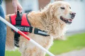 ThingsPooch's tweet photo. Today we want to celebrate World Teachers Day!  Thank you all for your commitment to education, especially those who are willing to teach dogs &amp; their families to love &amp; respect one another, or to accompany a special needs individual.  Thank you from https://t.co/7MUVVGgadK. https://t.co/I7fKwyKUNZ