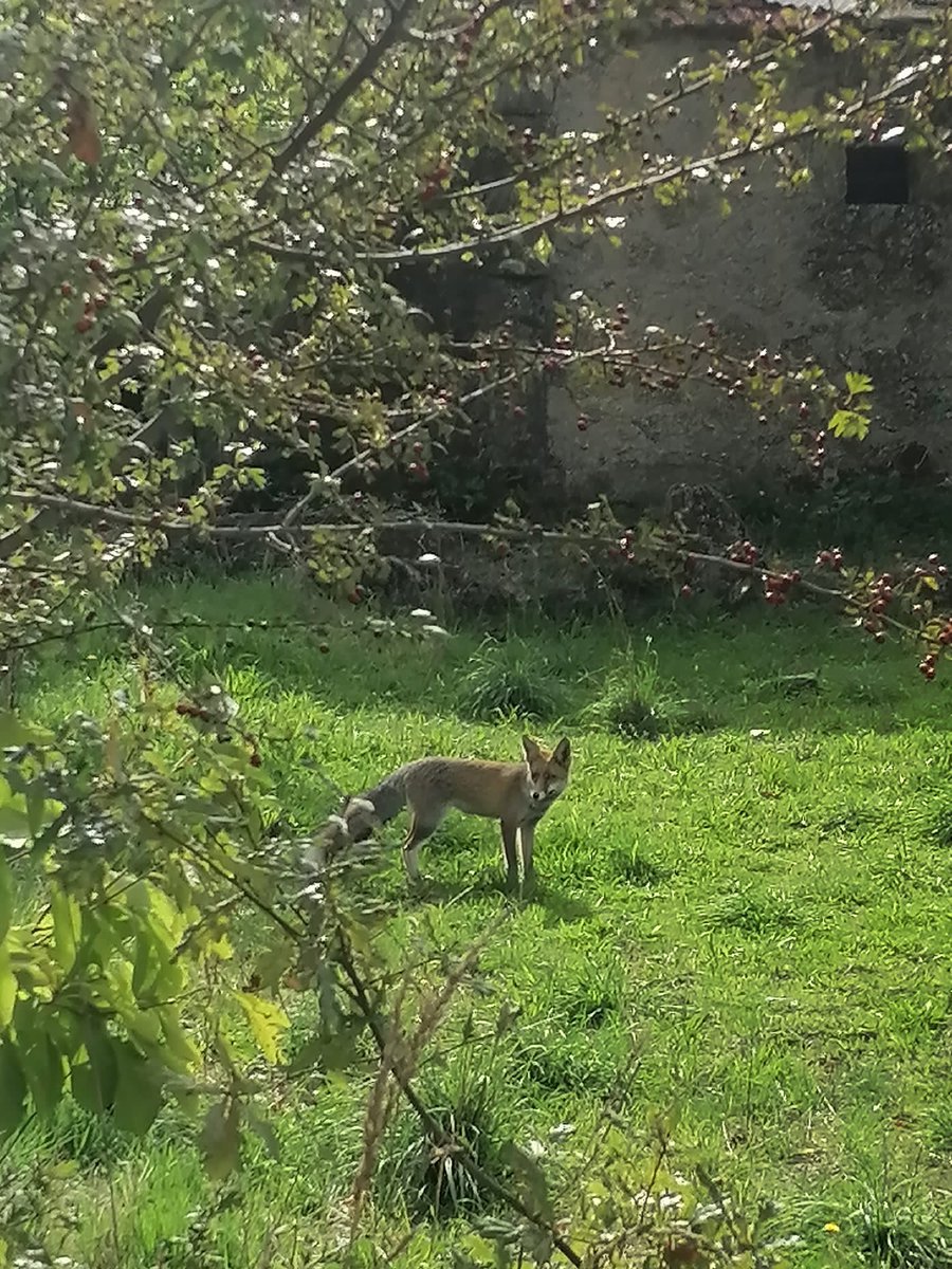 QuintaMorNature's tweet photo. O nosso visitante desta manhã @QuintaMorNature quase que nos vinha comer na mão 😀  #raposa #fox #savageanimals #SerradaEstrela #Naturalpark #Paradise https://t.co/QVfIUxlZOw