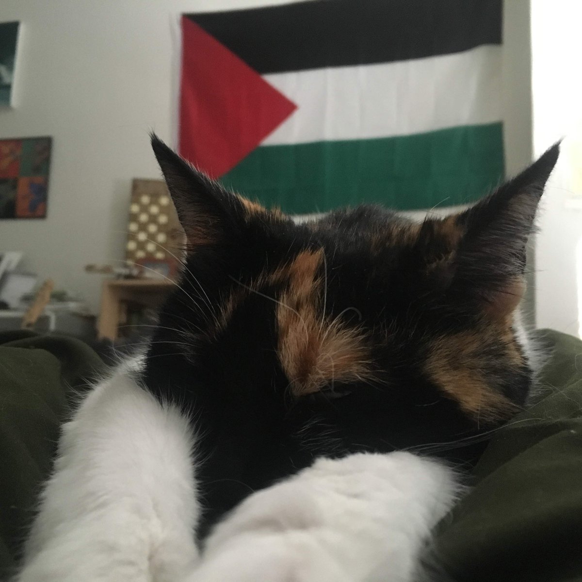 AneraOrg's tweet photo. Yesterday was #WorldAnimalDay. We celebrated today and brought our pets to our team meeting! Shout out to the furry friends of Anera. We love you! 😻 https://t.co/vLYiGtdylv