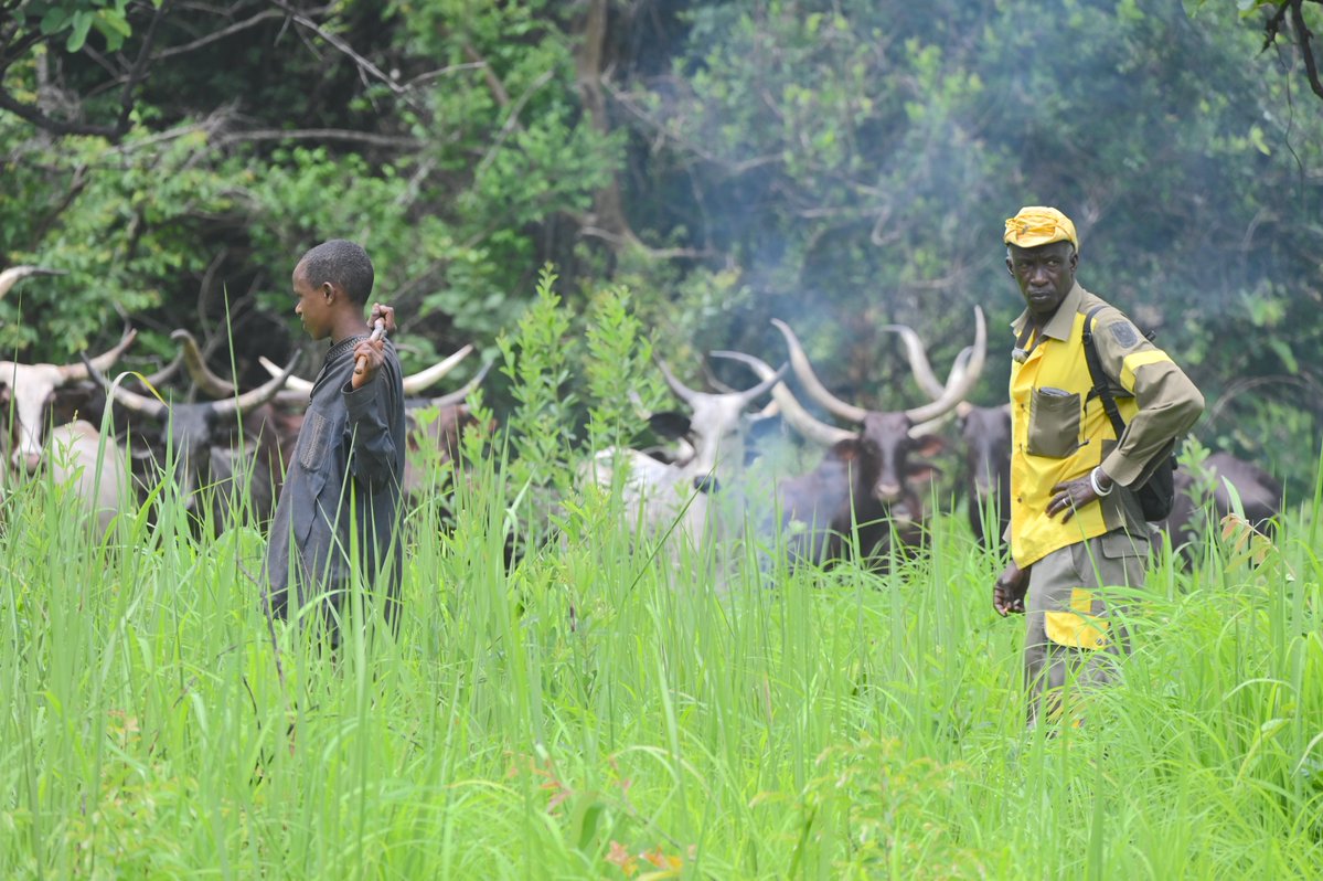ElephantCrisis's tweet photo. Site visits allow the ECF team to monitor the impact of ECF funding, share knowledge and expertise, and keep informed. A great example of this is Chris Thouless’ trip to Central Africa earlier this year. Read more here: https://t.co/FILGqshbu6

📸 Chris Thouless https://t.co/636cZBRFnY