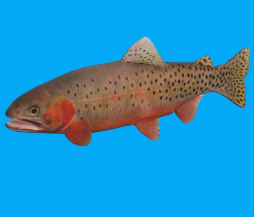 A fish. Not any #fish. It's a #SuperHero fish. The Greenback Cutthroat Trout. The State Fish of #Colorado.

Why a SuperHero? Cuz the Greenback Cutthroat swam back from extinction. 

Thx <a href="/goodnewsnetwork/">Good News Network</a> > tinyurl.com/ycyx8vuw

#superwatermannews #waterwednesday #goodwaternews
