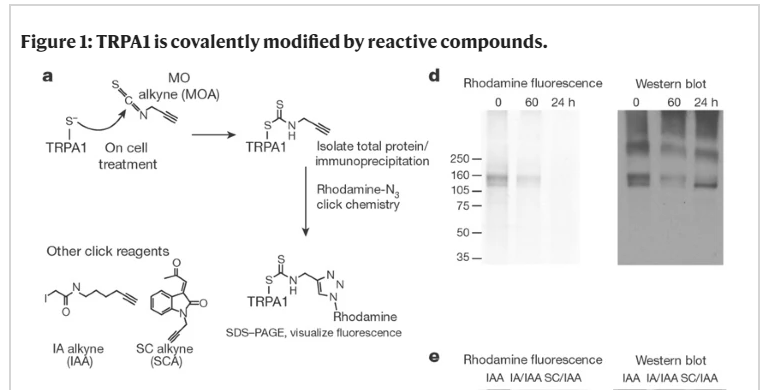 Lindsey Macpherson (@macphersonlab) on Twitter photo #NobelPrize twofer: I used click chemistry on TRPA1 channels to show that mustard oil and other pungent compounds bind covalently to the channel. As you do at <a href="/scrippsresearch/">Scripps Research</a> <a href="/ardemp/">Ardem Patapoutian</a>. If 2023 prize goes for taste - I'll claim a hat trick! Congrats to the winners. #NobelPrize twofer: I used click chemistry on TRPA1 channels to show that mustard oil and other pungent compounds bind covalently to the channel. As you do at <a href="/scrippsresearch/">Scripps Research</a> <a href="/ardemp/">Ardem Patapoutian</a>. If 2023 prize goes for taste - I'll claim a hat trick! Congrats to the winners.
