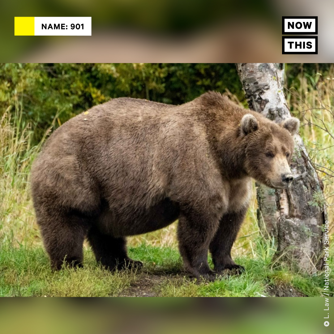 nowthisimpact's tweet photo. Every year, 12 bears at Katmai National Park in Alaska are placed into a playoff-style bracket, where voters can decide who will advance in each round. The criteria? You guessed it: chubbiness! https://t.co/s0F6uWVa9e