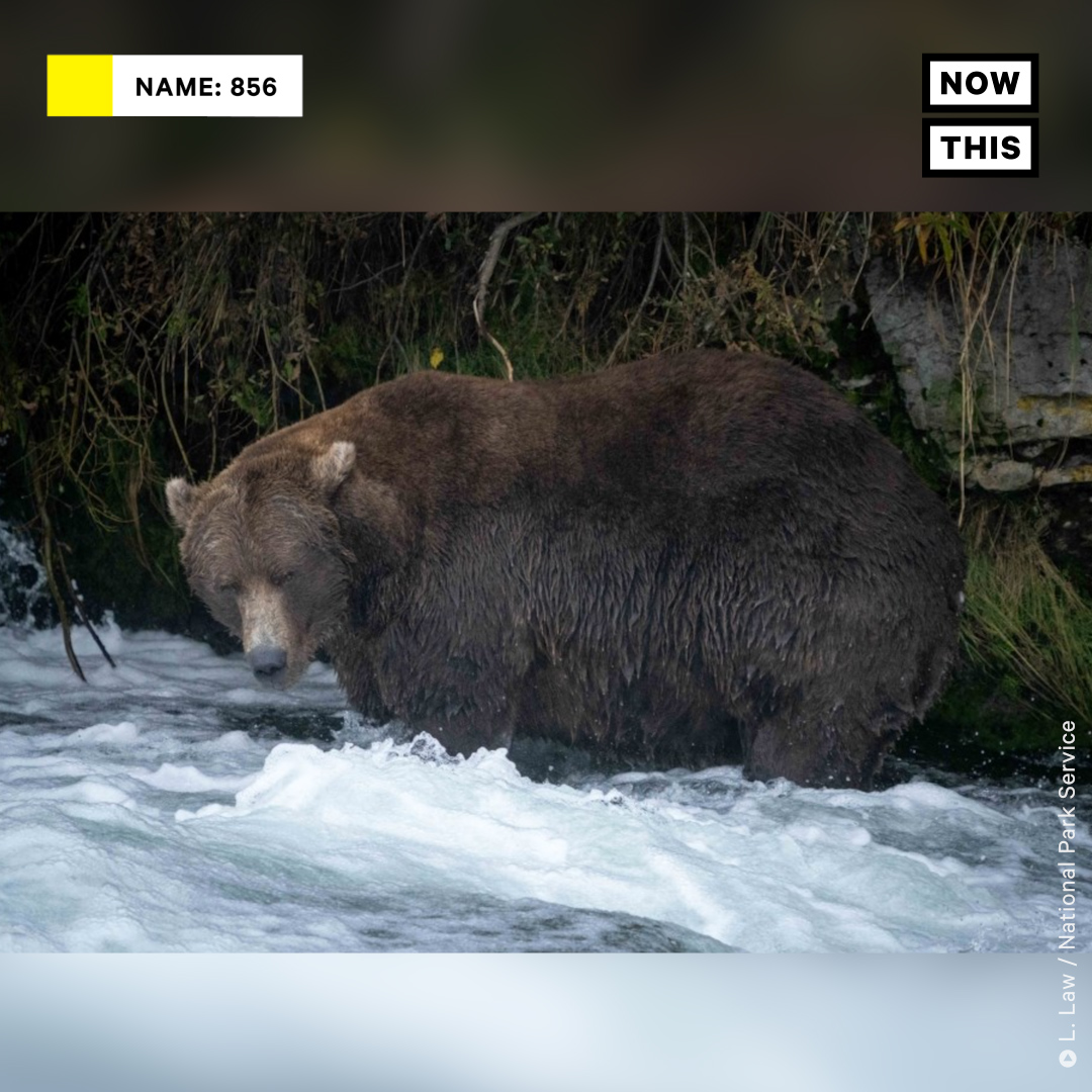 nowthisimpact's tweet photo. Every year, 12 bears at Katmai National Park in Alaska are placed into a playoff-style bracket, where voters can decide who will advance in each round. The criteria? You guessed it: chubbiness! https://t.co/s0F6uWVa9e