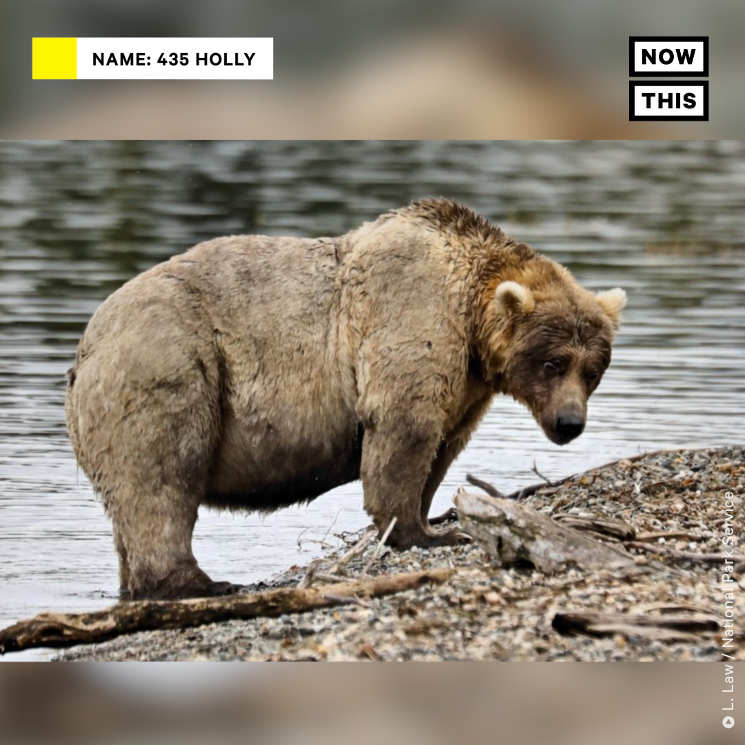 nowthisimpact's tweet photo. Every year, 12 bears at Katmai National Park in Alaska are placed into a playoff-style bracket, where voters can decide who will advance in each round. The criteria? You guessed it: chubbiness! https://t.co/s0F6uWVa9e