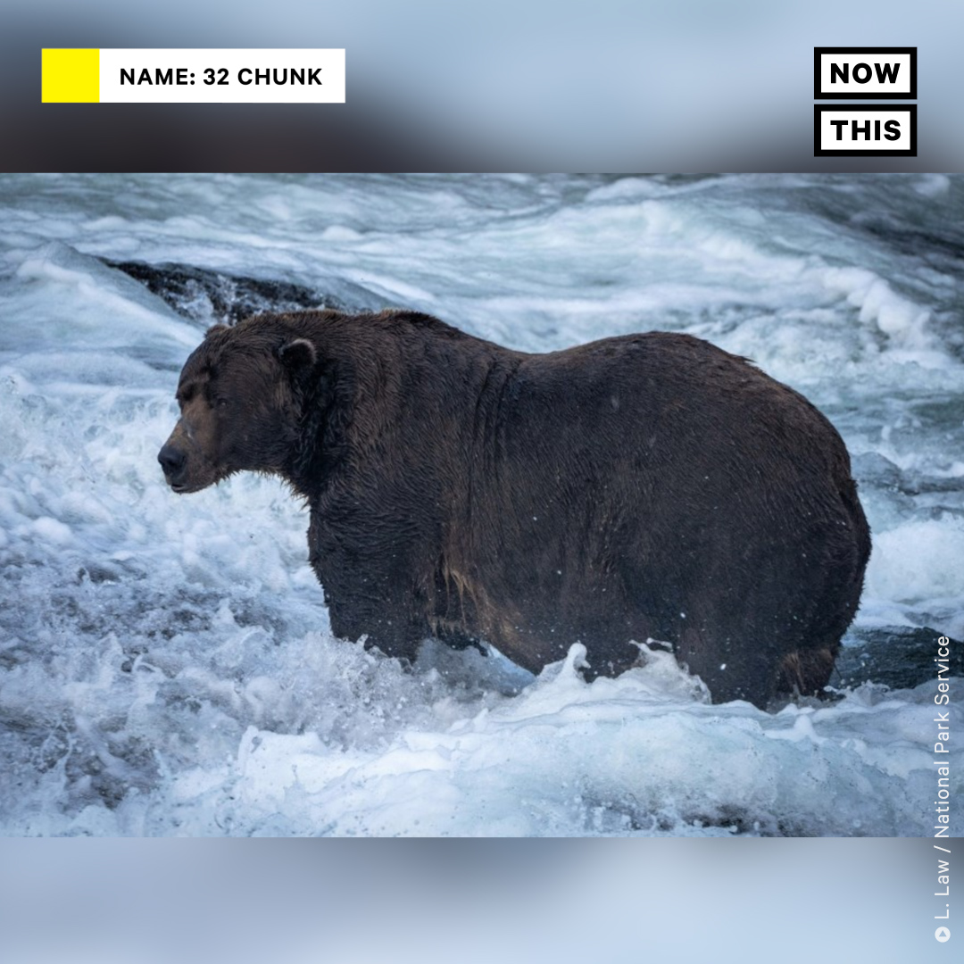 nowthisimpact's tweet photo. Every year, 12 bears at Katmai National Park in Alaska are placed into a playoff-style bracket, where voters can decide who will advance in each round. The criteria? You guessed it: chubbiness! https://t.co/s0F6uWVa9e