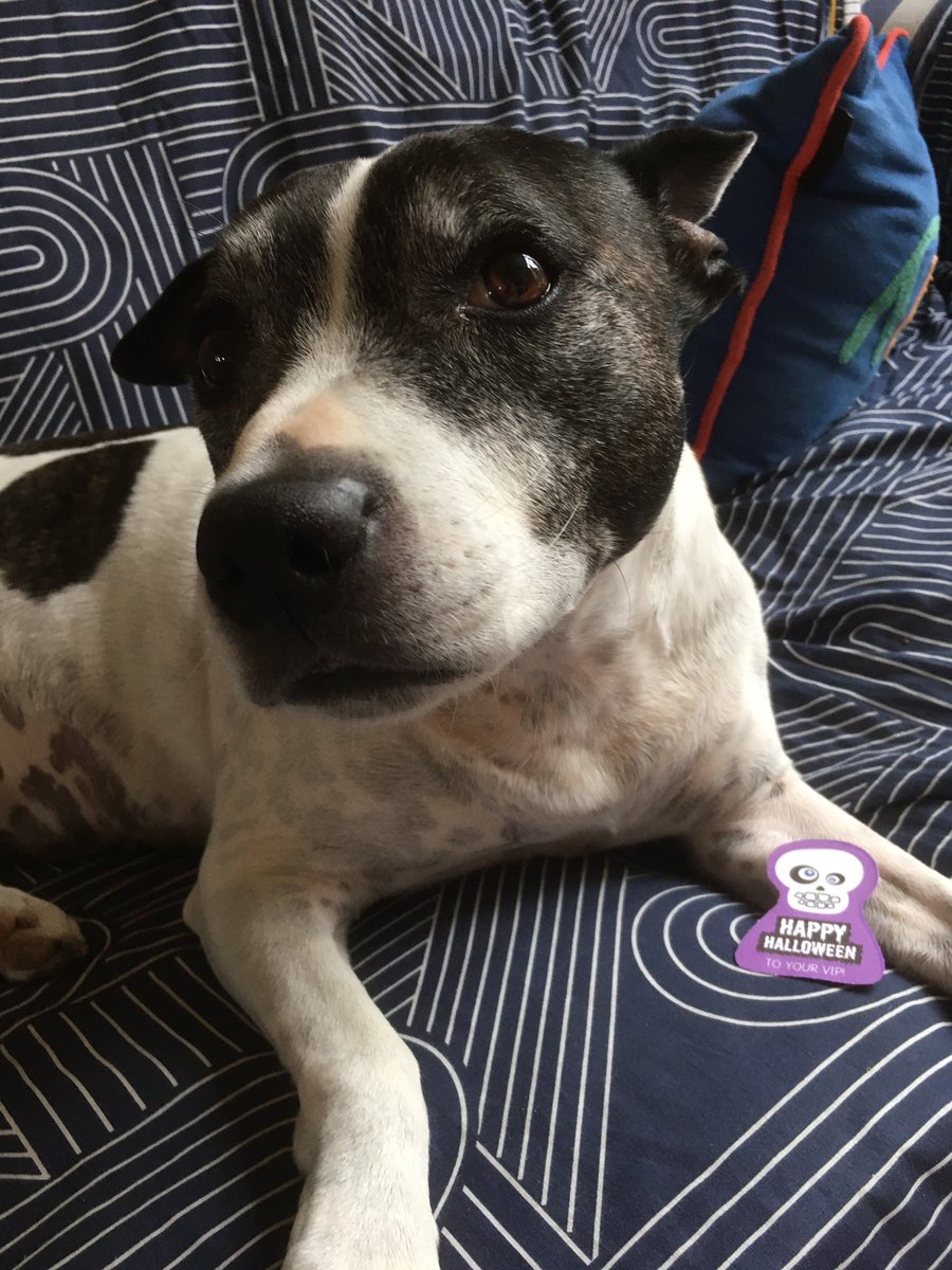 Fiona99530961's tweet photo. #VIPHalloween @PetsatHome My boy Cuba https://t.co/9wa4LnBREI