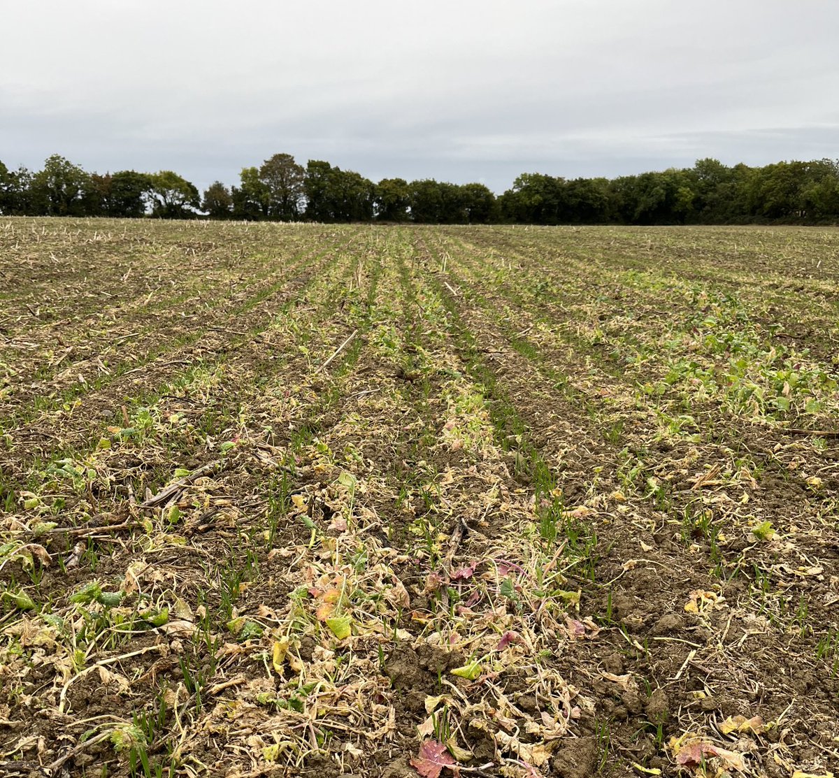 Happy soo far with our strip till adventure! #whytebros #striptill #mzuri