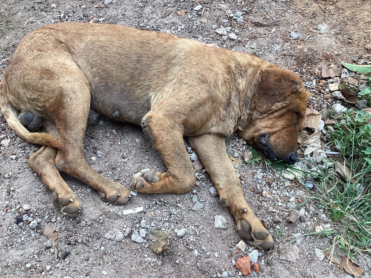 DogsTimo's tweet image. Saving a dog will change its world forever.Let’s stand together and fight against animal🐶cruelty and abuse through providing the quality care and environment for them

paypal.com/donate/?hosted…