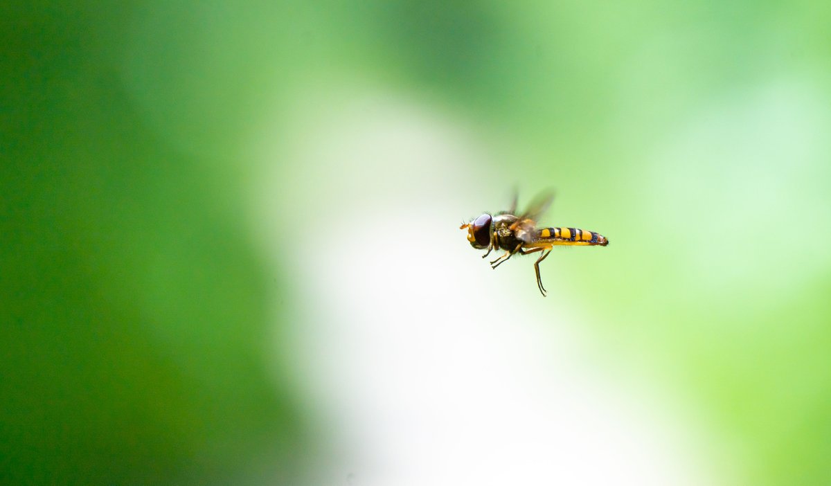 New research on springtime migration in hoverflies, by <a href="/KoralWotton/">Karl Wotton</a> @Hawkes_Will in #BiologyLetters =&gt; Migratory hoverflies orientate north during spring migration ow.ly/awXm50L18jS | #hoverflies #insectmigration