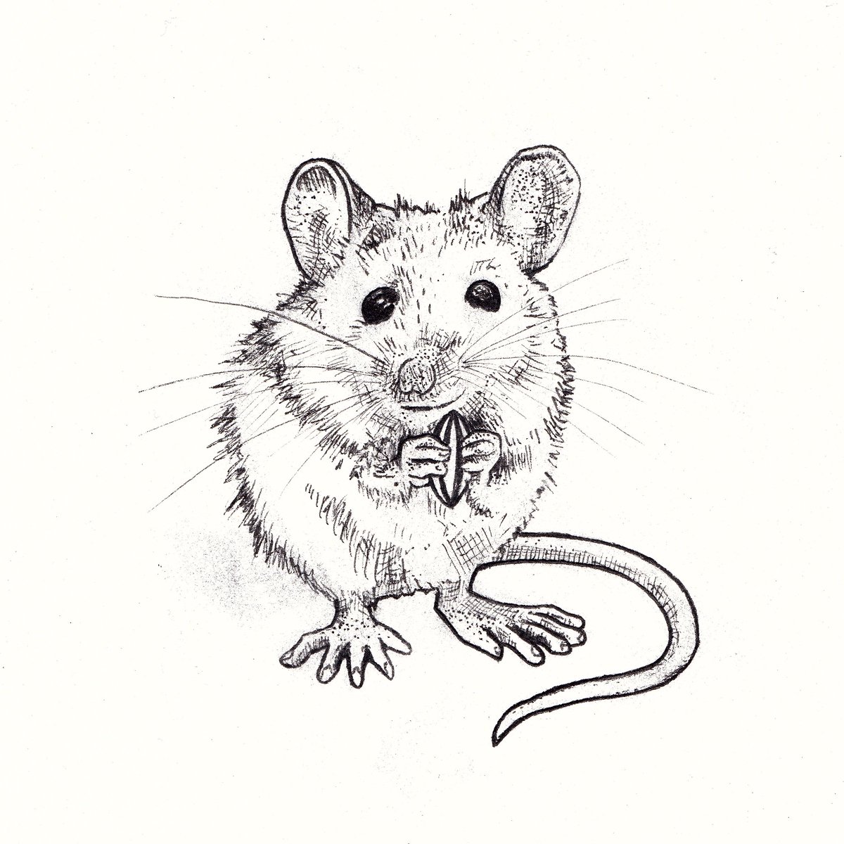 pobhosking's tweet photo. #Inktober2022 and #Witchtober2022 Day 2 prompt combo: Scurry &amp; Seed

#artchallenge https://t.co/cvU4r30mZQ