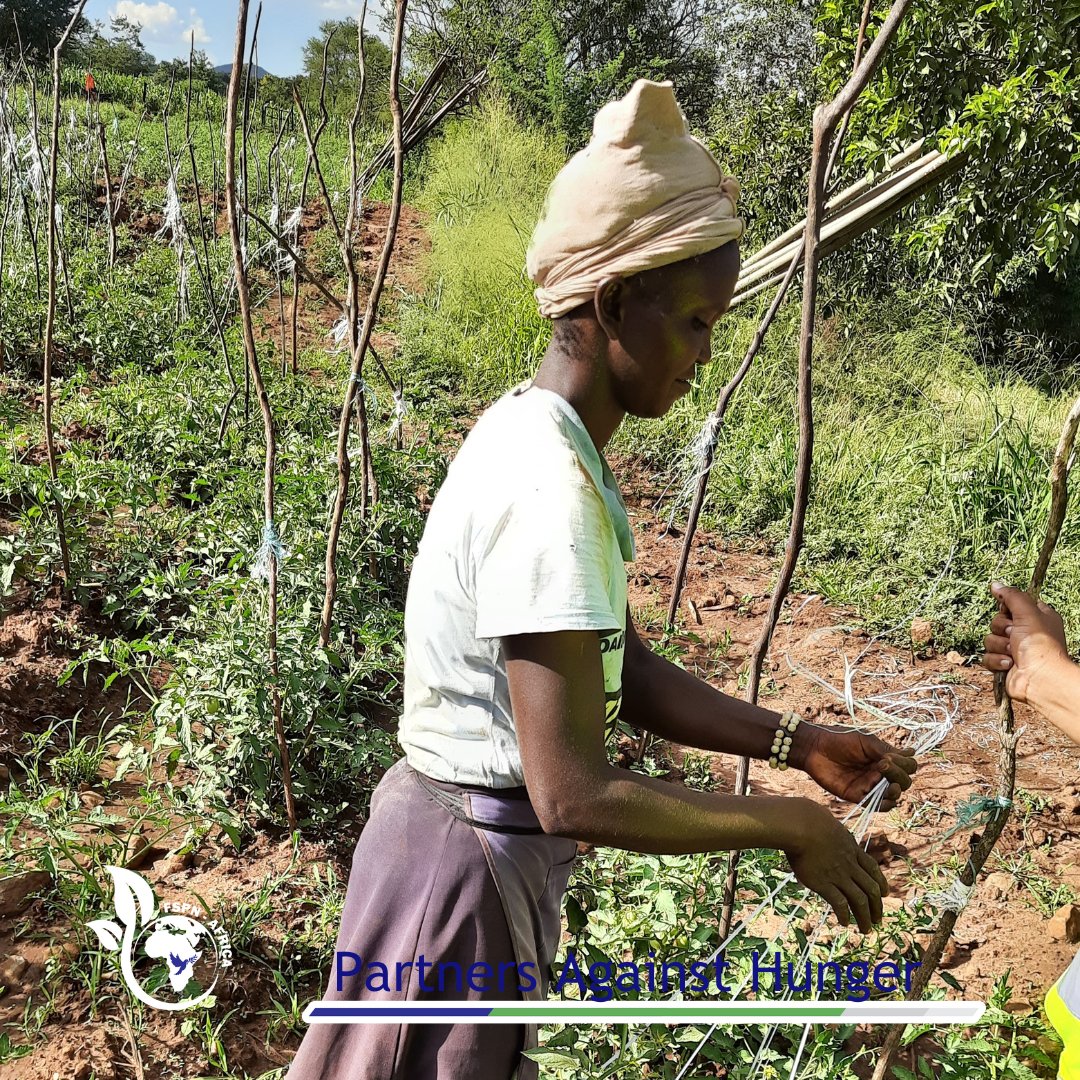fspnAfrica's tweet photo. Through #FarmToFormSolution we are working around closely with partners to ensure a well coordinated linkage between the farmer and consumer to food wastage and loss whilst aiming at upscaling good nutrition starting from grassroot levels of production ladder.
#SDG1 #SDG2 https://t.co/YFhFrZqILO