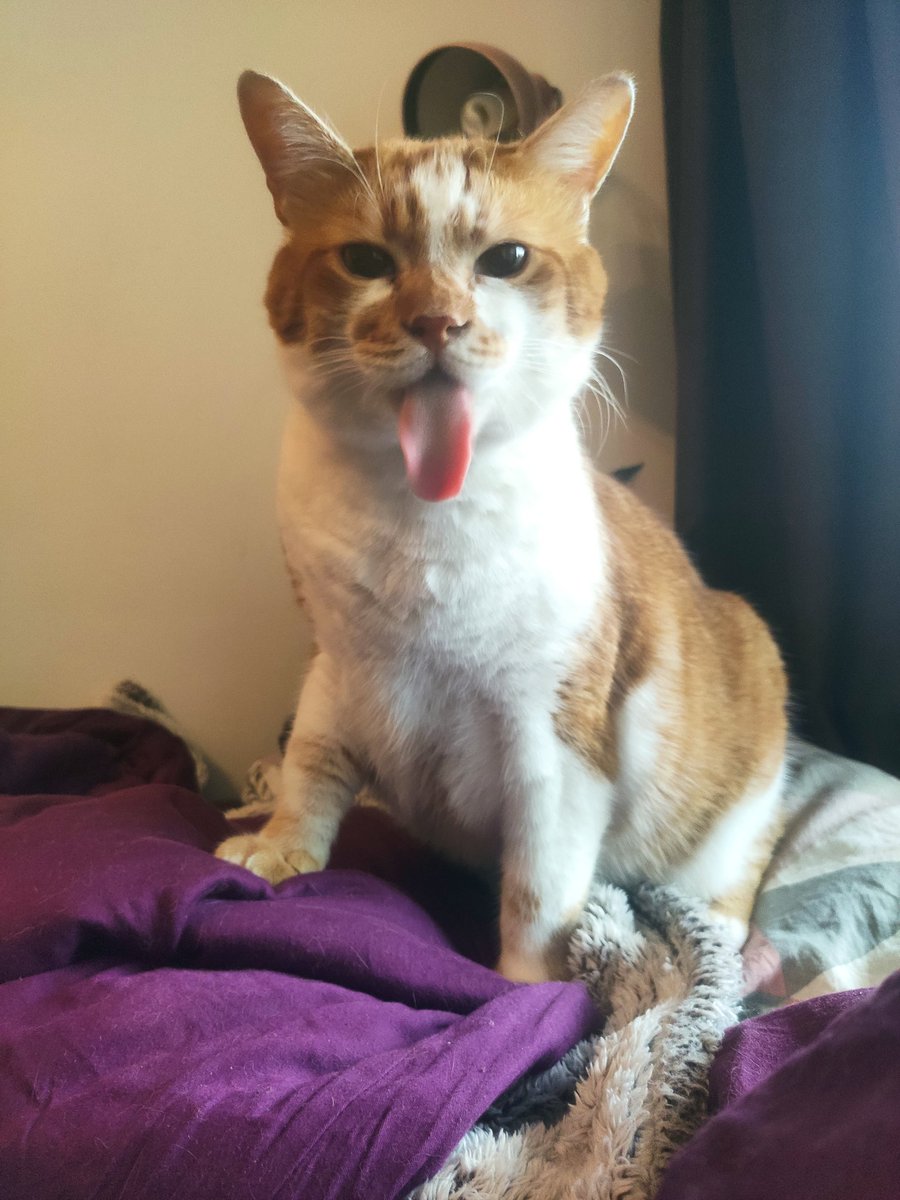 cxtsiee's tweet photo. blessing the tl with cat mlems https://t.co/X3VZodc9ZC