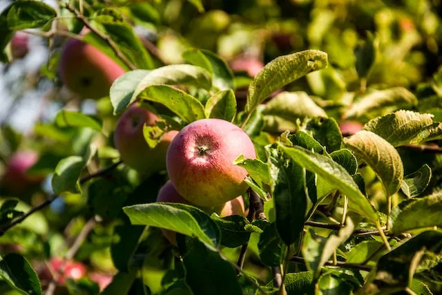 Ook deze herfst staan onze vrijwilligers weer klaar, en wel op vrijdag 7 (tot 20.00 uur) en zaterdag 8 oktober (tot 18.00 uur) bij Albert Heijn in Dronten West.
Vanwege de gestegen prijzen passen we de normen aan, dat betekent meer klanten. We hopen daarom op een goede opbrengst.