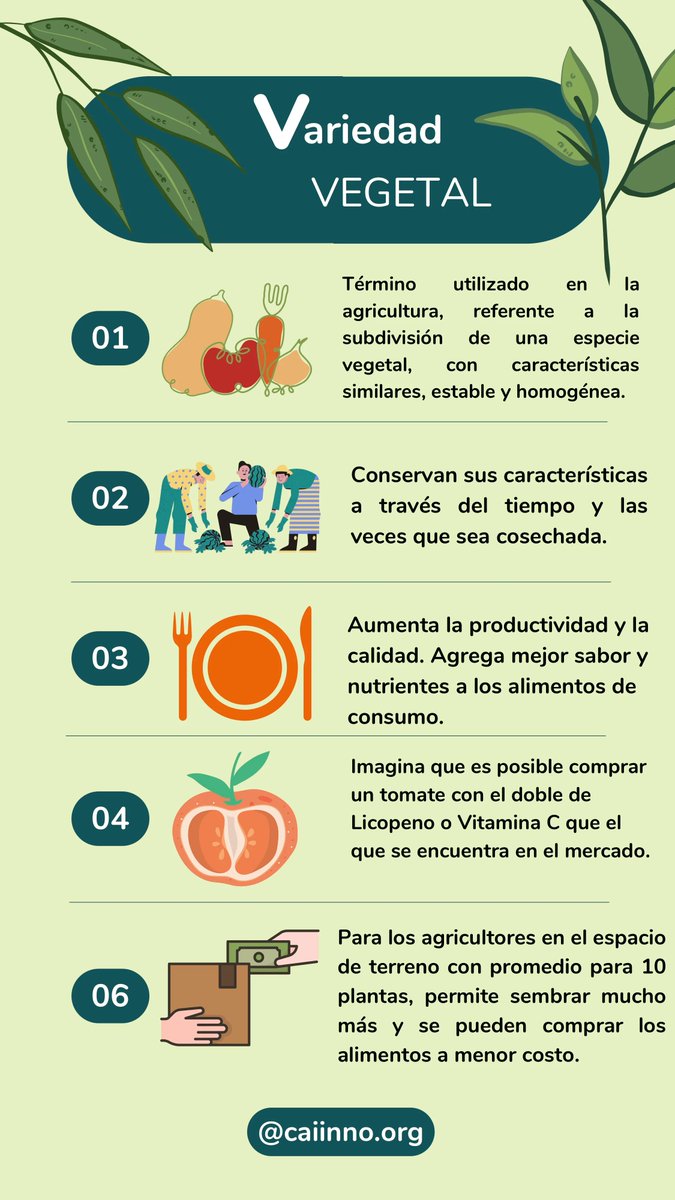 LeontinoTaveira's tweet photo. ¿Nuevo en variedades vegetales? Obtenga más información al respecto gracias a los recursos de @caiinno 
https://t.co/x0EBvkz9Be https://t.co/kSnhMkKkBa